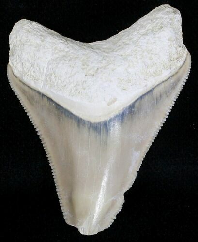 Serrated Bone Valley Megalodon Tooth #18434